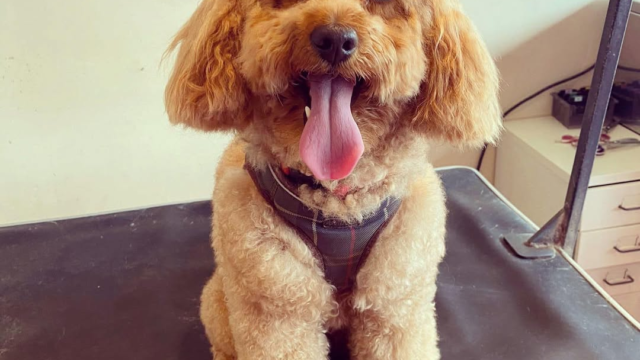 Collarcoats Dog Grooming
