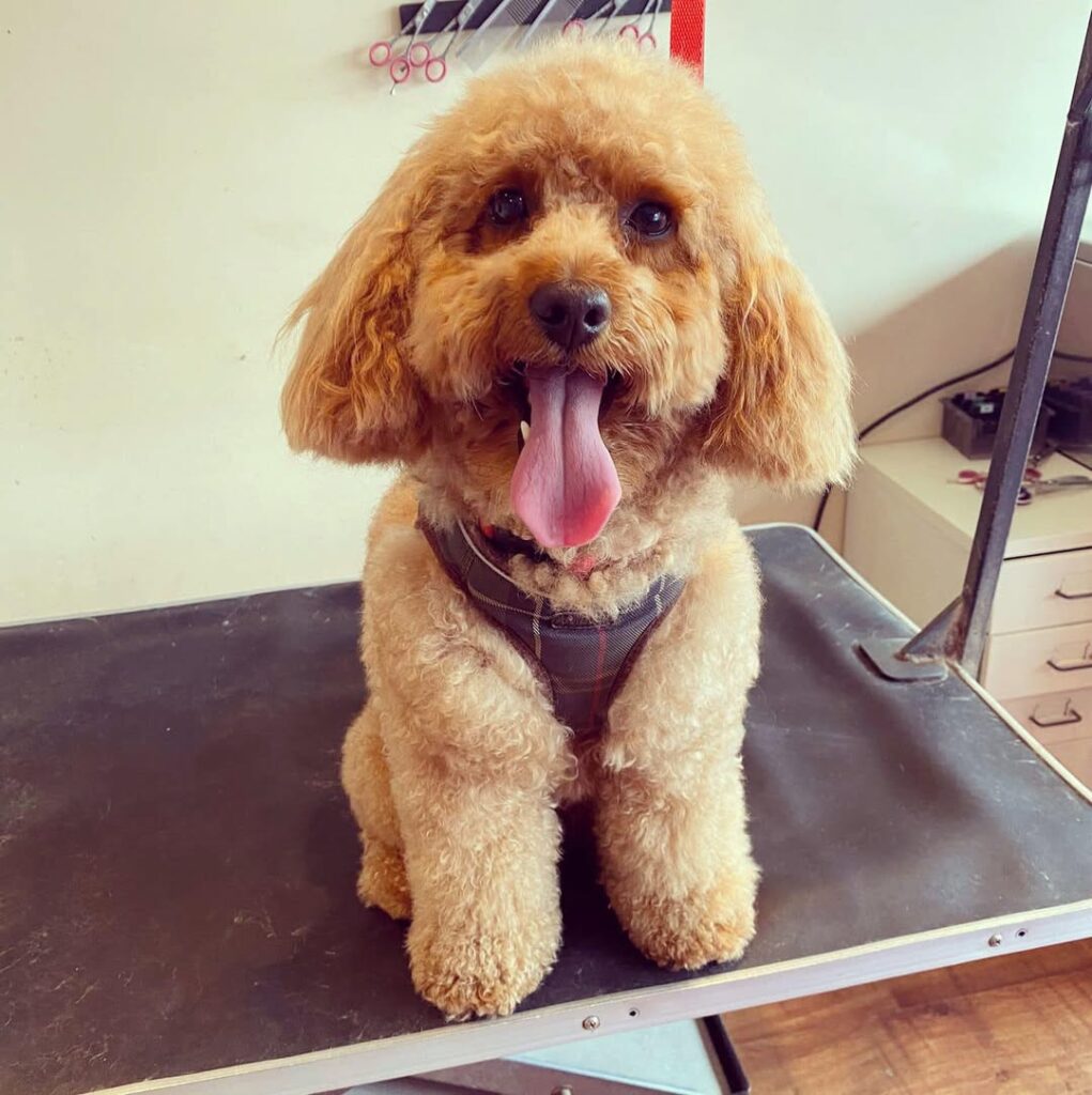 Pooch Pampering Groomers