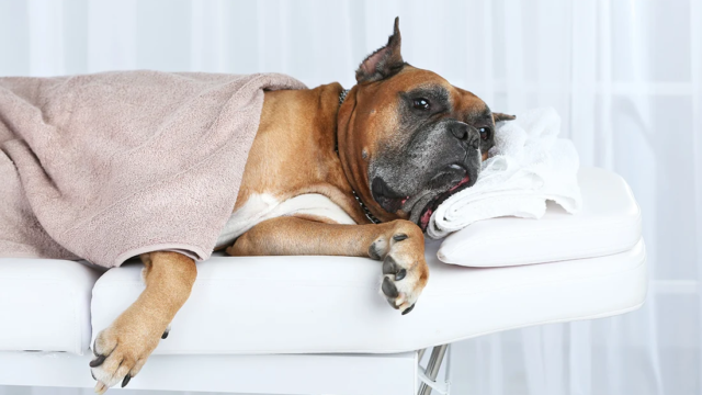 Pooch Pampering Groomers